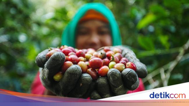 7 Negara Produsen Kopi Terbaik di Dunia, Indonesia Masuk Daftar!