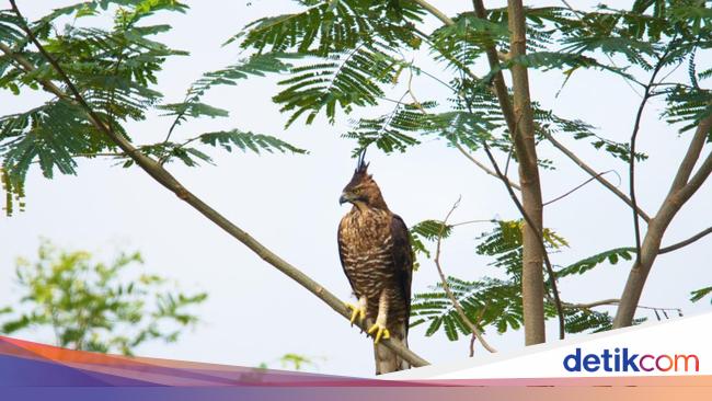6 Tempat Hidup Garuda, Habitat Lambang RI Sang Penguasa Langit