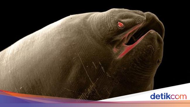 Seram! Ini Penampakan Cacing Parasit di Hewan Peliharaan
