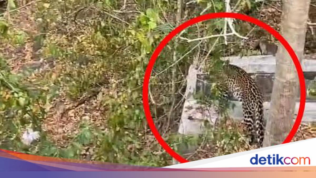Saat Macan Tutul Taman Nasional Baluran Terekam Kamera Pengguna Jalan