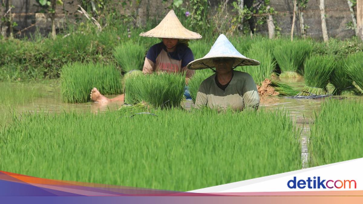 ⁠Menanda Tahun Upacara Adat Suku Pakpak Sebelum Mulai Musim Tanam