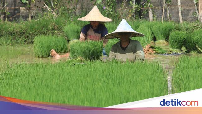 Pemerintah Sebut Produksi Padi Nasional Naik