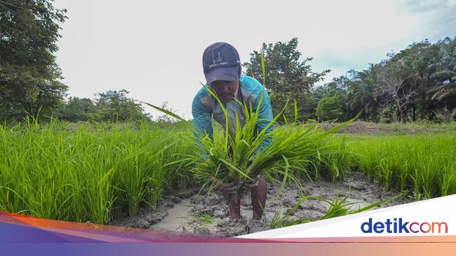 Cara Pupuk Indonesia Dorong Ekosistem Pertanian Terintegrasi