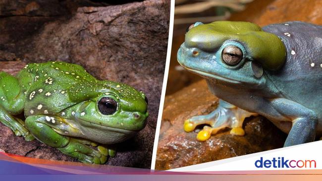 Katak Hijau Berubah Warna Jadi Biru, Ilmuwan Takjub