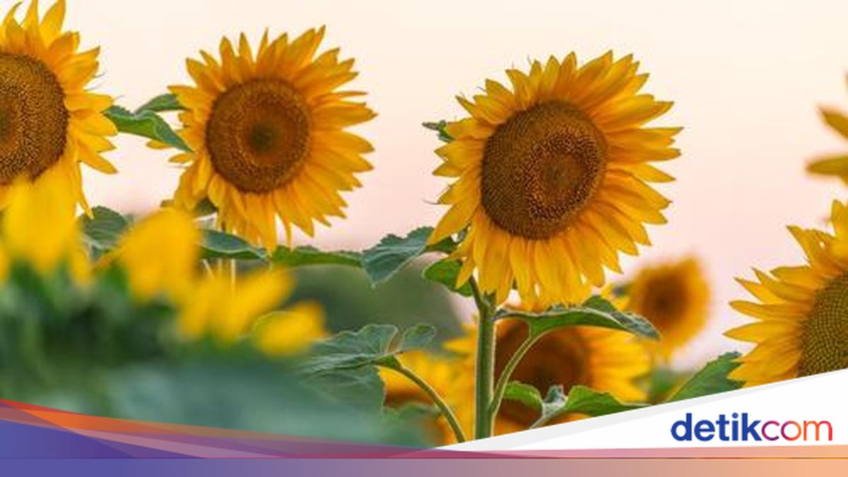 Lagu 'Gala Bunga Matahari' dan Rasa Duka