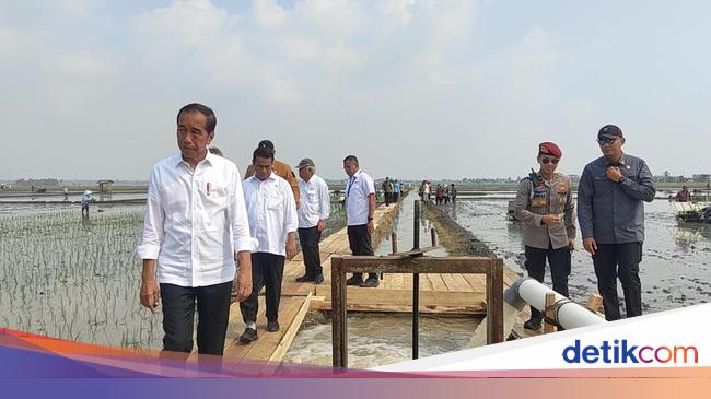 Ada Ancaman Gelombang Panas, Ini Strategi Jokowi Agar Produksi Beras Nggak Turun