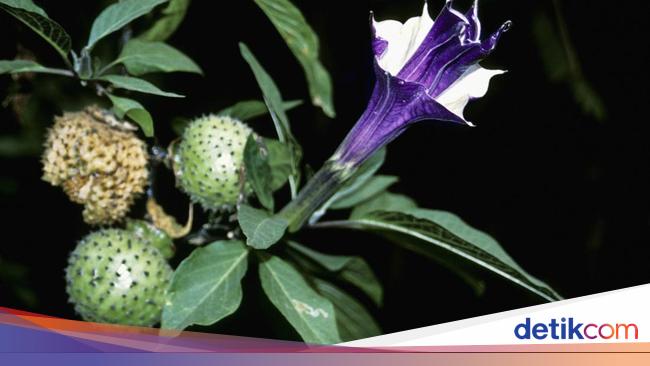 Hasil Pemeriksaan Laboratorium Warga Kalsel Teler-Masuk RSJ: Negatif Zat Kecubung