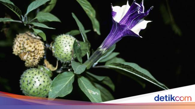 Pengrusakan fasilitas umum oleh remaja mabuk kecubung