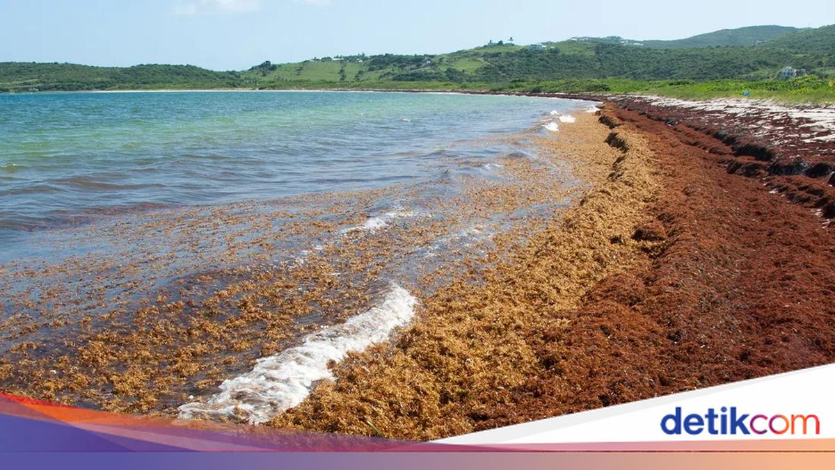 Laut Ini Satu-satunya di Dunia yang Tidak Menyentuh Daratan