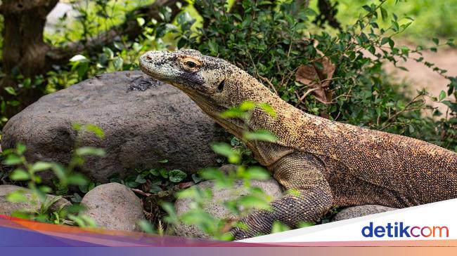 Taman Nasional Komodo Cuan Rp 53 M di 2024, Sementara Pemkab Cuma Rp 2,6 M