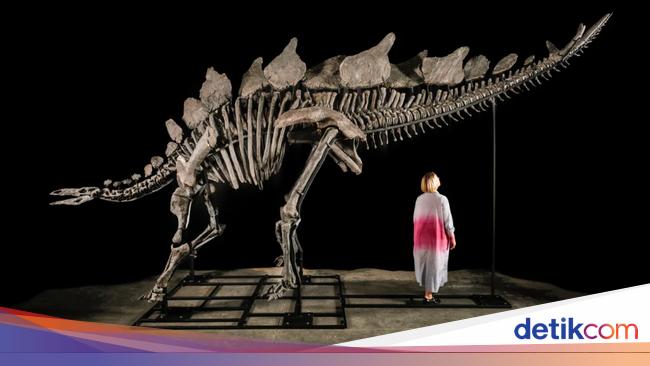Fosil Stegosaurus Terjual Rp 720 Miliar di Pelelangan New York