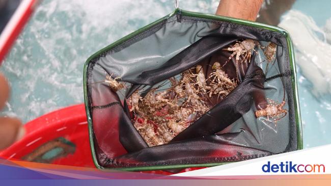 Dosen Unpad: Budidaya Lobster KJA di Pangandaran Tak Ganggu Ekosistem