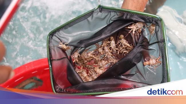 KKP Dorong Kebijakan Pengelolaan Jaga Keberlanjutan Pemanfaatan Lobster