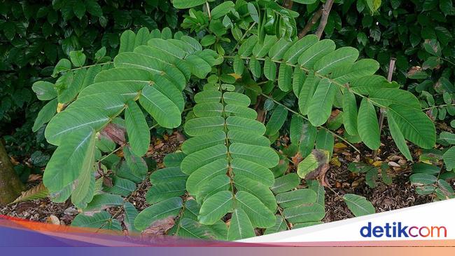 Mengenal Daun Ketepeng dan Manfaatnya bagi Tubuh