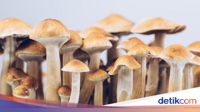 Ilmuwan Teliti Efek Magic Mushroom ke Otak, Hasilnya...