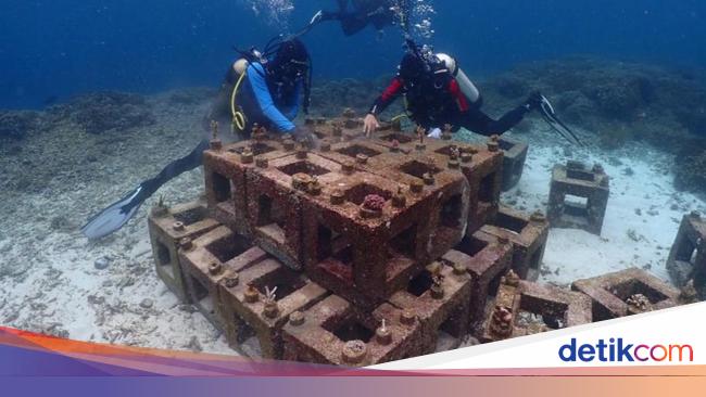 Harita Nickel Restorasi Terumbu Karang di Perairan Pulau Obi