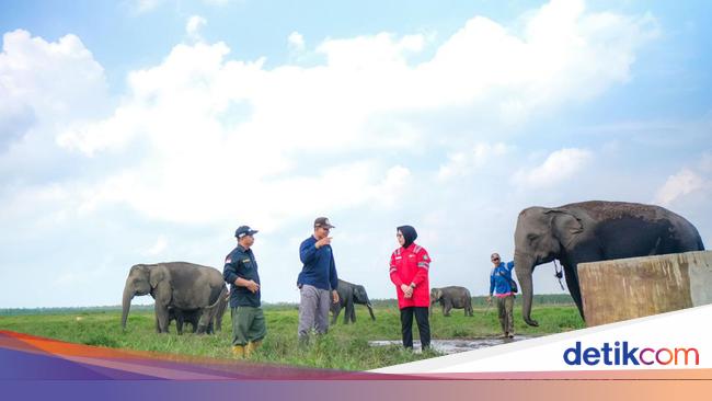 PLN Turut Lestarikan Gajah Sumatera, Sediakan Kendaraan Patroli Hewan