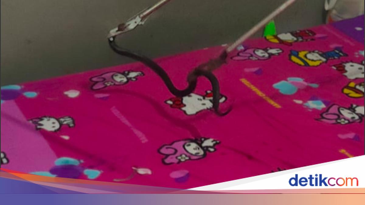 Porno eng keng eshaklar