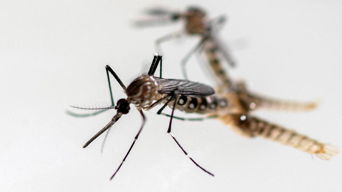 Fakta-fakta Penyakit Chikungunya, Kasusnya Tembus 8 Ribu di China