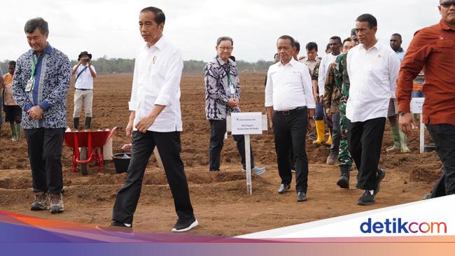 Pemerintah Tanam Tebu di Merauke, RI Bisa Swasembada Gula?