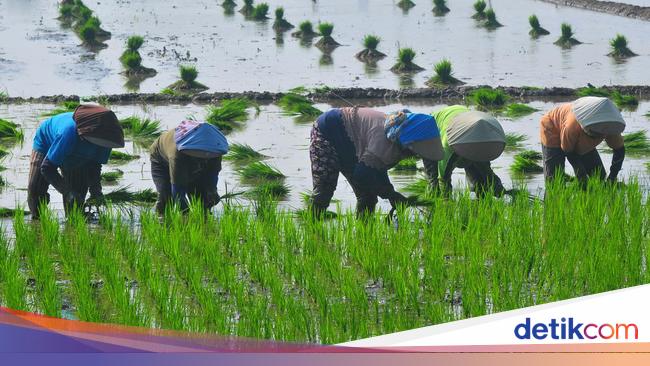 Jurus Pertamina EP Bantu Petani Indramayu Geber Produksi