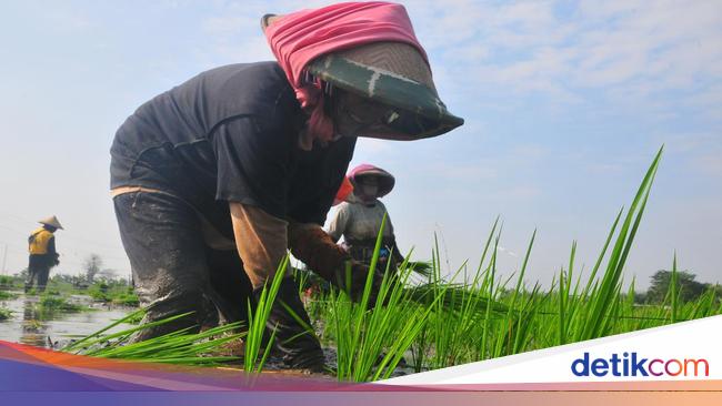 Kementan Buka-bukaan Pendapatan Petani Rp 3,7 Juta/Bulan