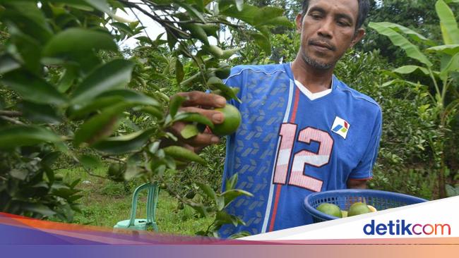 Kisah Sukses Transmigran Lewat Pertanian Organik di Muara Enim