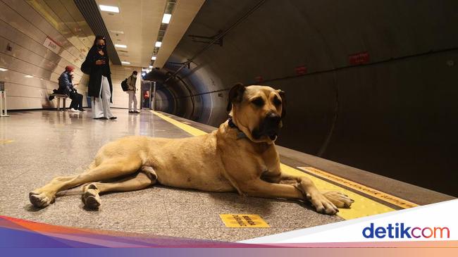 エルドアン政権、野良犬の撲滅を計画