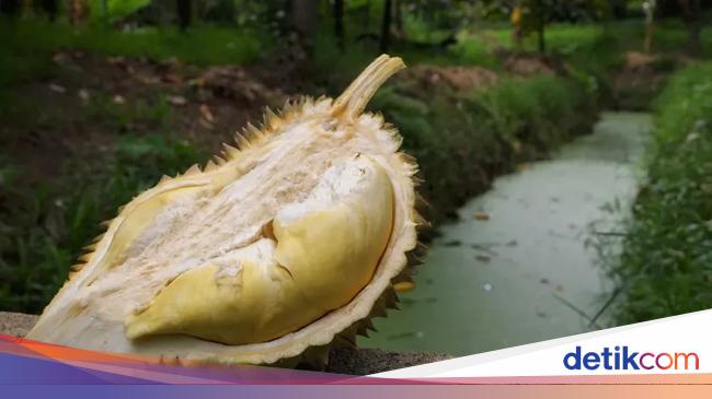 5 Fakta Durian Kanyao, Durian Mahal yang Pernah Terjual Rp 680 Juta