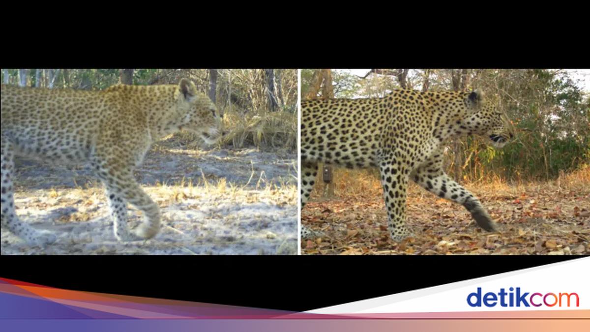 Tutul Tips Langka! Macan Tutul Stroberi Ditemukan Pertama Kalinya di Tanzania