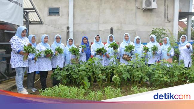 Kisah Wanita Tani di Prabumulih Raup Cuan dari Sayuran Organik
