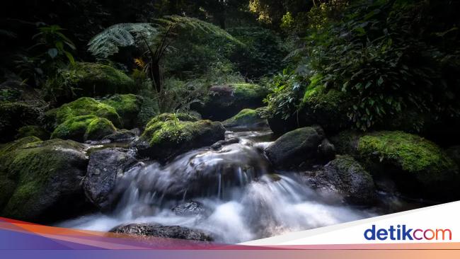 Hewan Aneh di Hutan Tersembunyi Pulau Langit
