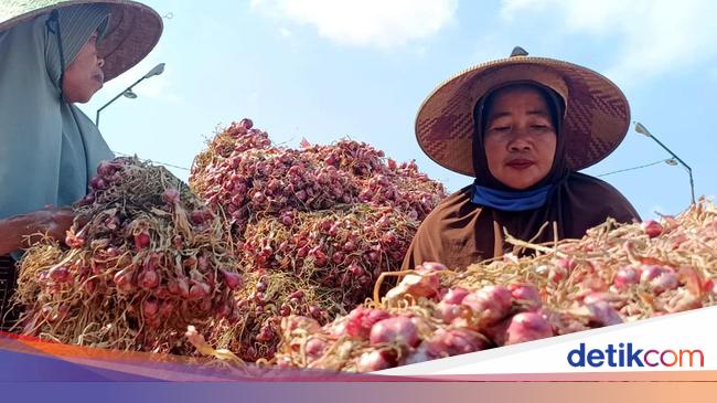 Harga Bawang Merah Terjun Bebas