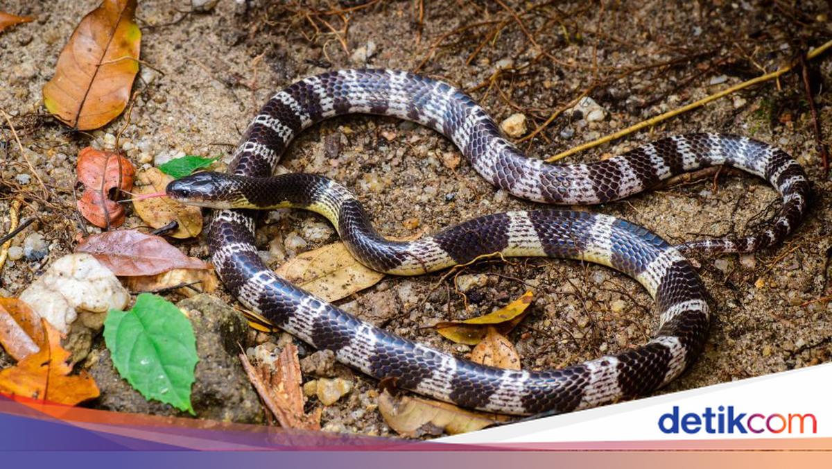 Rafa Korban Ular Weling Mulai Respons Rangsangan Usai Terima 33 Antivenom