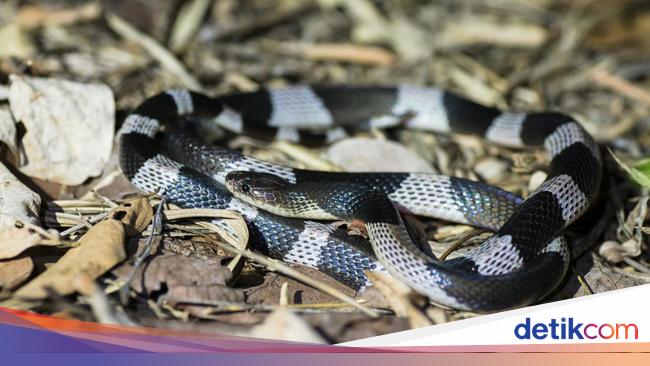 Awal Mula Bocah Pekalongan Digigit Ular Weling: Kejang, Dirawat Hingga Meninggal