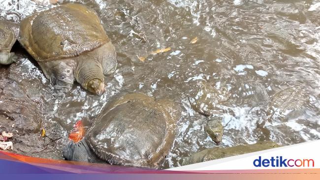 Usaha Melestarikan Kuya Belawa, Satwa Unik yang Dikeramatkan di Cirebon