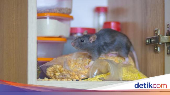 Hati-hati! 5 Makanan Ini Bisa Mengundang Tikus Masuk ke Dapur