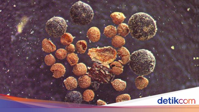 グリーンランドの氷床コア内で植物が育つ、氷は溶けるだろうか？