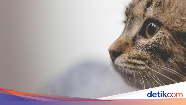 Pelaku Biarkan Begitu Saja Kucing Timmy Usai Ditembak Mati