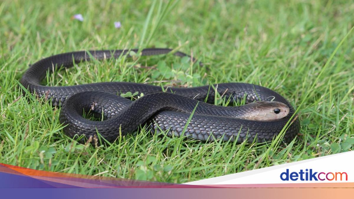 Ular eshakdagi bekasini sikishdi