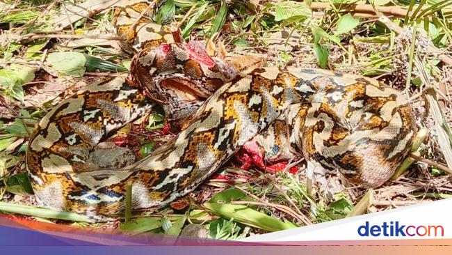 Hii…7 meter python wrapped around a man in West Sulawesi, immediately cut down by residents