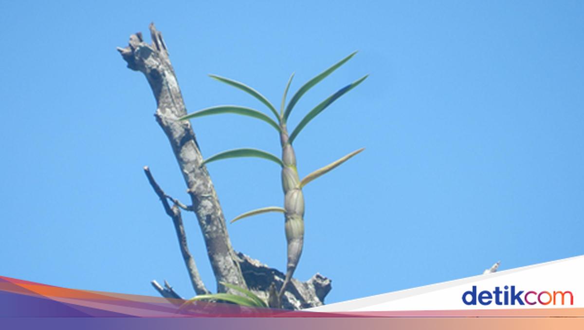 Api Larat Cerita Tim Riset UGM Temukan Anggrek Larat Hijau Langka di Gunungkidul