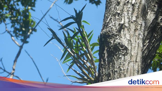 Api Larat Pakar UGM Usul Konservasi Anggrek Larat Hijau Langka Lewat Transgenik