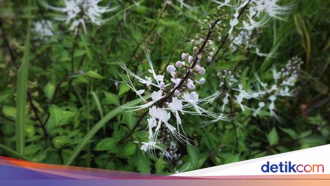 11 Manfaat Daun Kumis Kucing bagi Kesehatan dan Cara Mengkonsumsinya