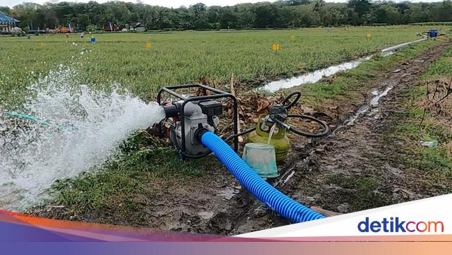 Produksi Beras hingga Oktober Diramal Melimpah, Pengamat: Kejutan Positif