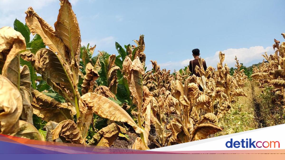 5 Ribu Tanaman Tembakau Petani Probolinggo Mati Dirusak Nilainya Rp 25 Juta