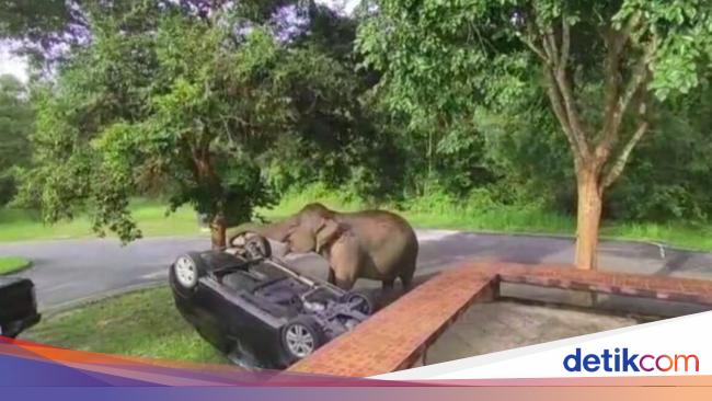 An unexpected moment, the elephant overturns a tourist car because of food