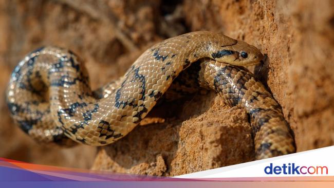 Apakah Ular Kobra Boleh Dibunuh? Ternyata Begini Faktanya