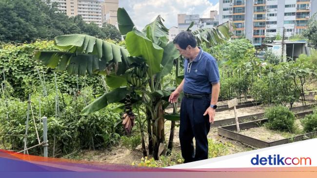 Imbas Pemanasan Global, Warga Korea Kini Sukses Tanam Pisang