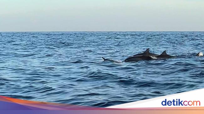 Heboh Lumba-lumba Menggigit, Jepang Serukan Publik Waspada di Pantai